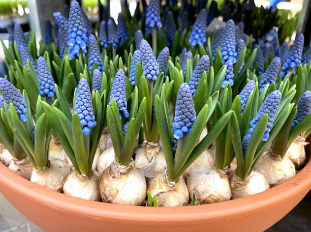 istock Flower pot with blue spring flowers 1207786097