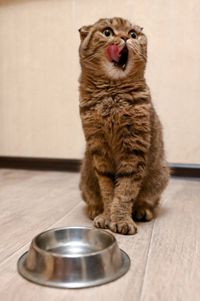 istock Hungry funny cat looking and waiting for food 1207786420