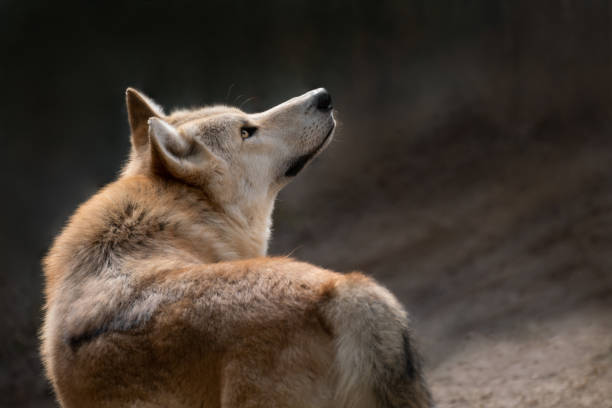 istock Portrait of a beautiful Arctic wolf in summer 1207786513
