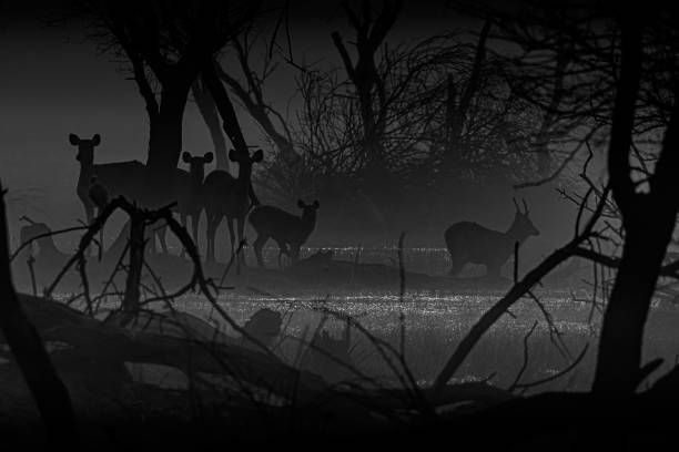istock Deer World in Monochrome! 1207788717