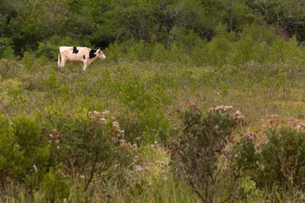 White cow alone, on the meadow, grazzing.