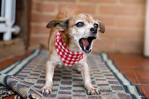 Pequeño perro de raza mixta ladrando en la alfombra photo