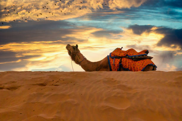 chameau s’asseyant au-dessus d’une dune de sable - bikaner photos et images de collection