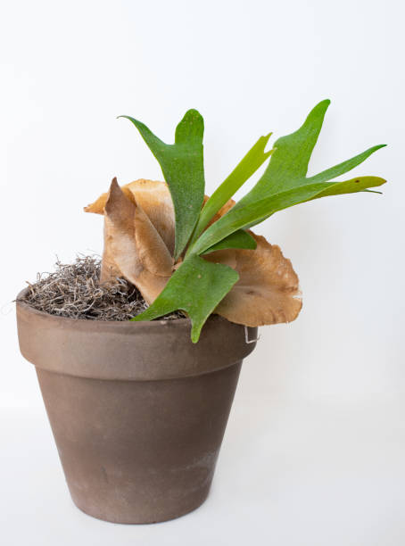 Potted Staghorn Fern with Brown Sterile Shield Young Staghorn Fern with brown, sterile shield growing in pot. Spores are starting to grow on fronds. polypodiaceae stock pictures, royalty-free photos & images