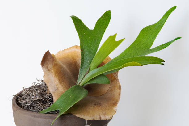 Young Staghorn Fern with Brown Sterile Shield Young Staghorn Fern with brown, sterile shield growing in pot. Spores are starting to grow on fronds. polypodiaceae stock pictures, royalty-free photos & images