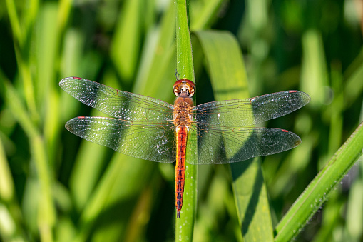 Pantala flavescens (globe skimmer, globe wanderer or wandering glider) dragonfly resting on a blade on grass in early morning sunlight, Entebbe, Uganda