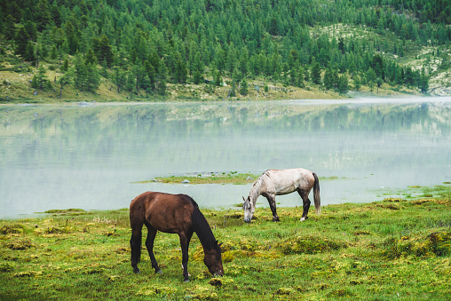 Two horses graze in meadow near river in mountain valley. White and brown horses on grassland near mountain lake. Beautiful landscape with gray and brown horses. Forest on hill on opposite river bank.