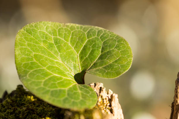 Asarum europaeum, asarabacca, European wild ginger, hazelwort, wild spikenard, flowering plant, birthwort, family Aristolochiaceae, Europe, cultivated, gardens, creeping, evergreen, perennial, kidney shaped leaves, dull purple, flowers, hidden, leaves, medicinally, emetic, cathartic, prostrate stems, reniform, leaves, long petioles, pepper-like, taste, smell, fused tepals, botany, flora, herbal, plant, floral, flora of europe, european plants, nature, blossom, bloom, fresh, garden, flower anatomy, stigma, style, pistil, stamen, anther, filament, petal, petals, ovary, ovule, botany, flora, herbal, documentary photo, plant, floral, medical plant, medical herb, healing plant, natural medicine, healthy, tea, medicinal plant, medicinal herb, asarum europaeum, asarabacca, jengibre silvestre europeo, avellana o espiga silvestre, familia de animales de nacimiento aristolochiaceae, planta europea con hojas en forma de riñón reniform y flores solitarias de color púrpura opaco escondidos por las