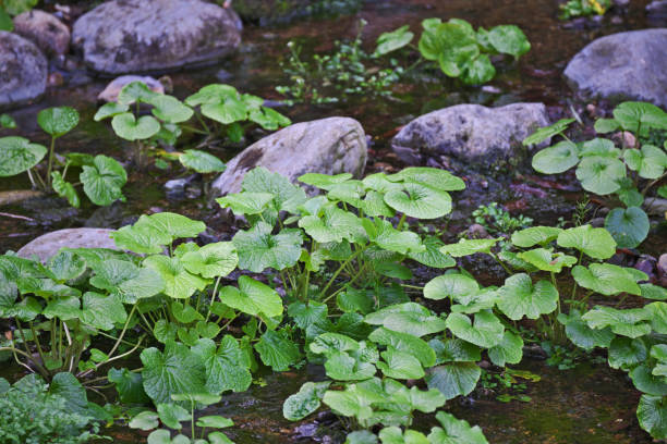 wasabi - wasabi imagens e fotografias de stock