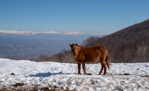 istock Horse on a field in the mountains 1207801421