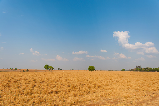 dry pasture in the Cerrado