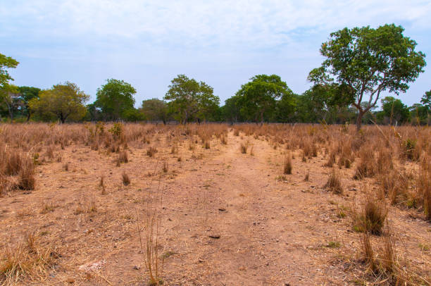 istock cerrado vegetation during drought season 1207803421
