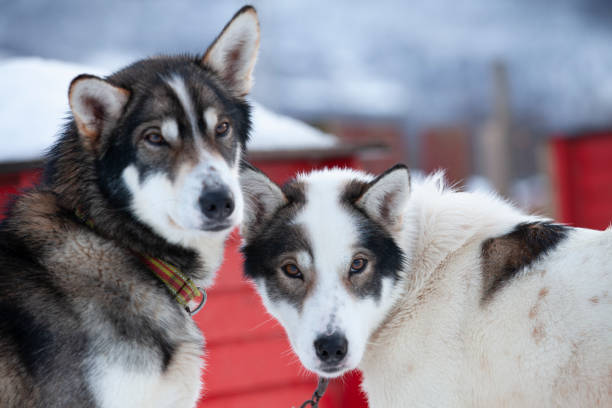 animal portrait of husky sledge dogs in northern Norway