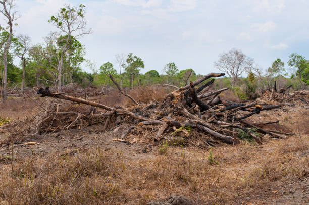 istock deforestation in the brazilian cerrado 1207803529
