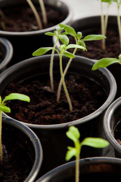 istock Some green sprouts in a flower pots. Green plants background. 1207803614