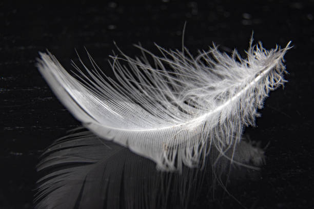 istock Feather on black mirrow background / Top view / Copy space for text. 1207805692