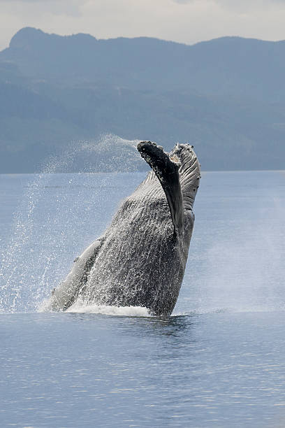 Humpback Whale Breaching vertical photo in Alaska stock photo