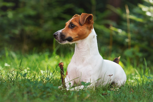 Small jack Russell terrier laying on green grass meadow, looking to side, holding small wooden stick with her paws.