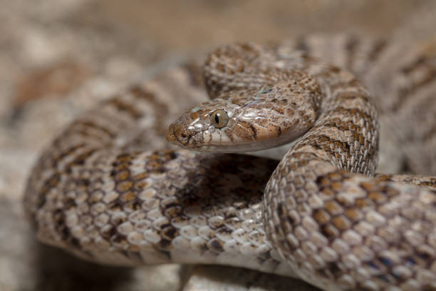 istock California Lyresnake (Trimorphodon lyrophanes) 1207805996