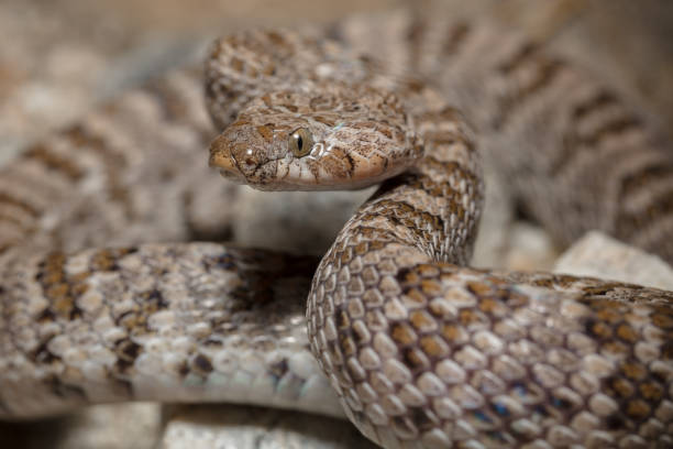 istock California Lyresnake (Trimorphodon lyrophanes) 1207806000