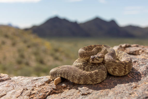 사막 단계 검은 꼬리 방울뱀 (크로탈루스 수동성) - 살모사 이미지 뉴스 사진 이미지