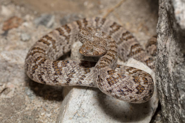 istock California Lyresnake (Trimorphodon lyrophanes) 1207806063