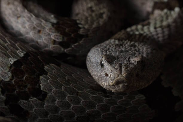 istock Banded Rock Rattlesnake (Crotalus lepidus klauberi) 1207806073