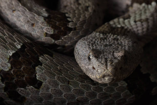 Banded Rock Rattlesnake (Crotalus lepidus klauberi)