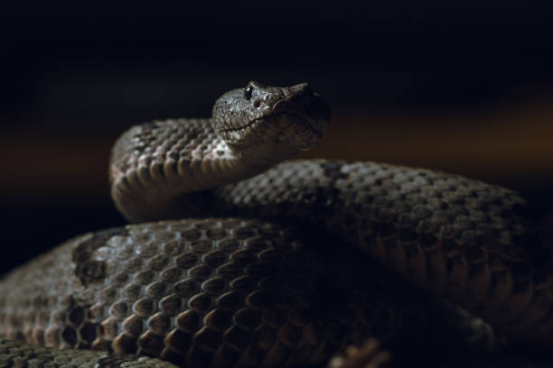 istock Banded Rock Rattlesnake (Crotalus lepidus klauberi) 1207806171