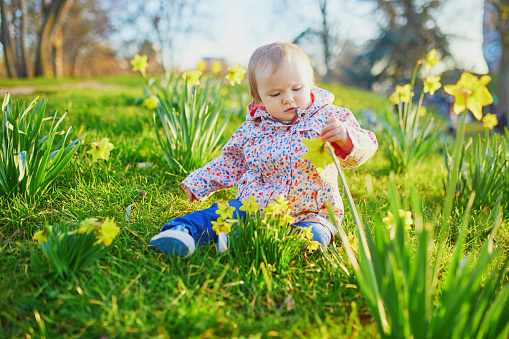 One year old girl sitting on the grass with yellow narcissi. Toddler looking at flowers on a spring day in park. Adorable little kid exploring nature