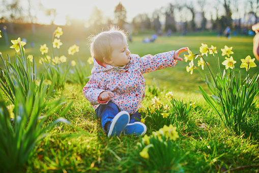One year old girl sitting on the grass with yellow narcissi. Toddler looking at flowers on a spring day in park. Adorable little kid exploring nature