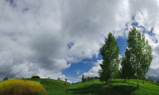 Apricot tree blooming, spring landscape
