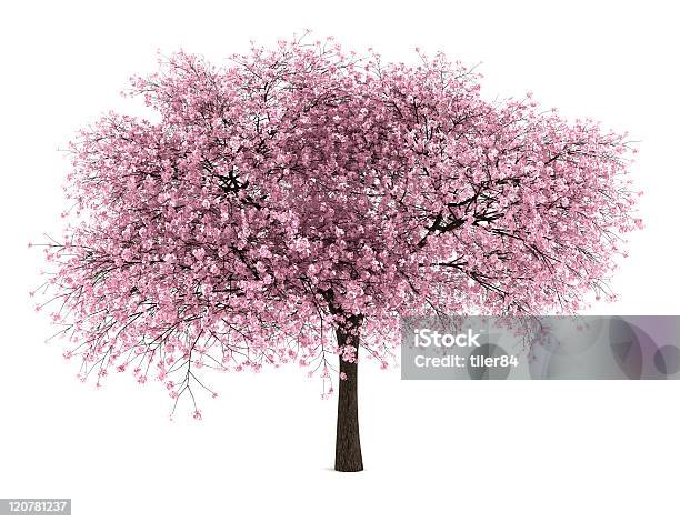 Sauerkirschbaum Isoliert Auf Weißem Hintergrund Stockfoto und mehr Bilder von Kirschbaum - Kirschbaum, Baum, Freisteller – Neutraler Hintergrund