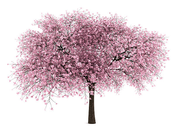 kwaśna wiśnia drzewo na białym tle - cherry cherry tree tree fruit zdjęcia i obrazy z banku zdjęć