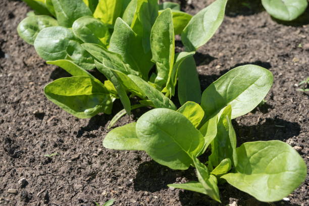 des semis d’épinards oléifineux éclos du sol dans un jardin dans un potager. - plant spinach photos et images de collection