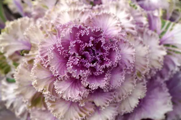 Photo of Rosette of decorative inedible pink and white cabbage with wavy edges.