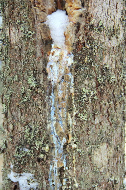 istock Green sprouts of moss on a rough snow covered tree bark 1207814061