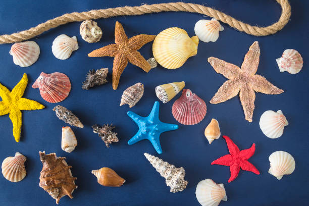 istock Various seashells and starfishes on dark blue background 1207814882
