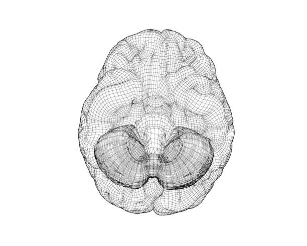 stockillustraties, clipart, cartoons en iconen met vector 3d wireframe hersenen van bodemweergave illustratie - kleine hersenen