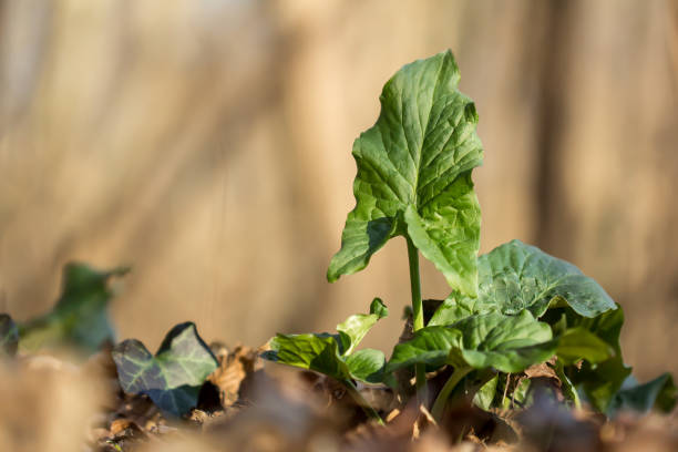 Cuckoopint, Arum maculatum, arrow, shaped, leaf, woodland, plant, family Araceae, arrow-shaped leaves, nakeshead, adder's root, arum, wild arum, arum lily, lords-and-ladies, devils and angels, cows and bulls, cuckoo-pint, soldiers diddies, priest's pintle, Adam and Eve, bobbins, starch-root, wake robin, friar's cowl, sonsie-give-us-your-hand, Monocots, Alismatale, Araceae, woodland areas, riversides, woodlands, poisonous plant cuckoopint o arum maculatum hoja en forma de flecha, planta venenosa del bosque en la familia araceae. hojas en forma de flecha. otros nombres son nakeshead, raíz de adder, arum, wild arum, arum lily, lords-and-ladies, diablos y ángeles, vacas y toros, c