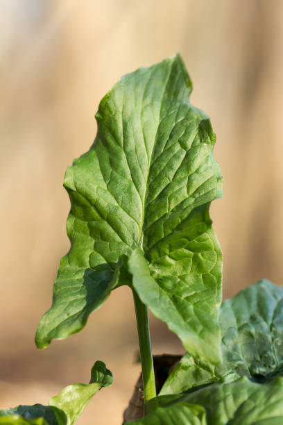 Cuckoopint, Arum maculatum, arrow, shaped, leaf, woodland, plant, family Araceae, arrow-shaped leaves, nakeshead, adder's root, arum, wild arum, arum lily, lords-and-ladies, devils and angels, cows and bulls, cuckoo-pint, soldiers diddies, priest's pintle, Adam and Eve, bobbins, starch-root, wake robin, friar's cowl, sonsie-give-us-your-hand, Monocots, Alismatale, Araceae, woodland areas, riversides, woodlands, poisonous plant cuckoopint o arum maculatum hoja en forma de flecha, planta venenosa del bosque en la familia araceae. hojas en forma de flecha. otros nombres son nakeshead, raíz de adder, arum, wild arum, arum lily, lords-and-ladies, diablos y ángeles, vacas y toros, c