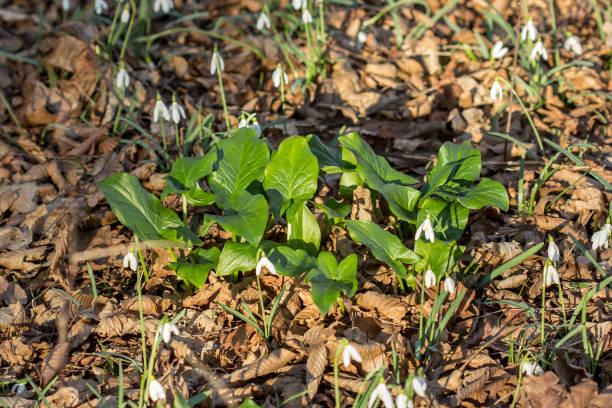 Cuckoopint, Arum maculatum, arrow, shaped, leaf, woodland, plant, family Araceae, arrow-shaped leaves, nakeshead, adder's root, arum, wild arum, arum lily, lords-and-ladies, devils and angels, cows and bulls, cuckoo-pint, soldiers diddies, priest's pintle, Adam and Eve, bobbins, starch-root, wake robin, friar's cowl, sonsie-give-us-your-hand, Monocots, Alismatale, Araceae, woodland areas, riversides, woodlands, poisonous plant cuckoopint o arum maculatum hoja en forma de flecha, planta venenosa del bosque en la familia araceae. hojas en forma de flecha. otros nombres son nakeshead, raíz de adder, arum, wild arum, arum lily, lords-and-ladies, diablos y ángeles, vacas y toros, c