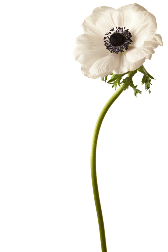 Black and White Anemone Isolated on a White Background