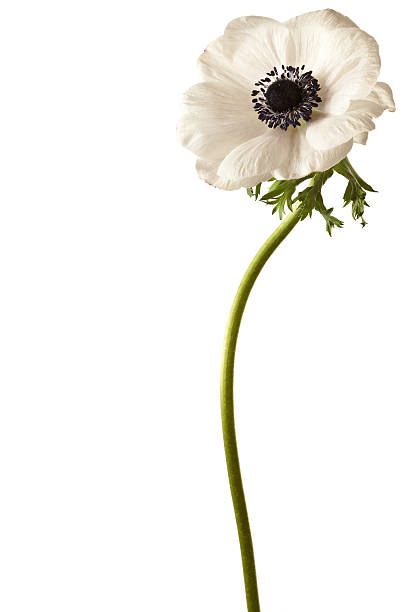 Black and White Anemone Isolated stock photo