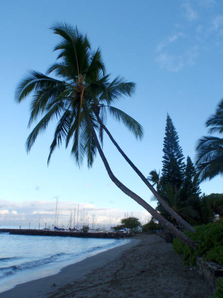 Coconut trees hang over Lahaina Beach at Dusk on Maui, Oahu.
