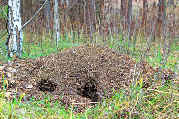 istock A large ant house, anthill in the woods. 1207819280