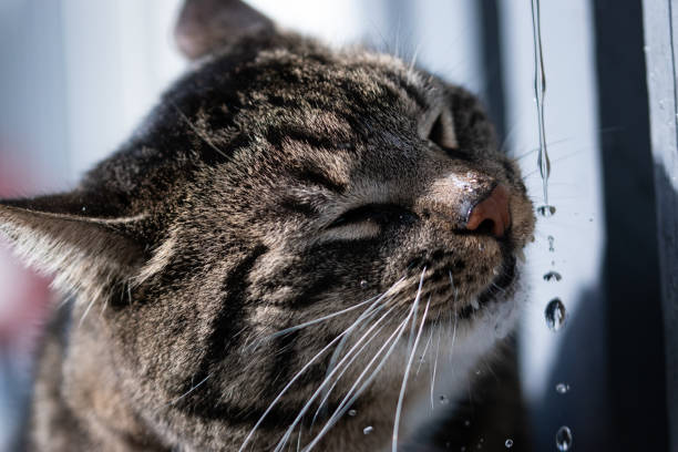 istock Thirsty Grey tabby cat drinking water, extreme close up portrait with water drops splashing around cats face 1207819516