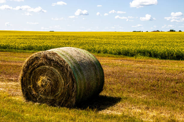 istock Hay bales in the field. Kneehill County, Alberta, Canada 1207819563