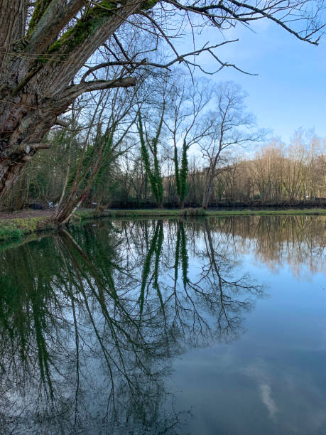istock Forest with trees without leaves and lake against blue sky 1207820887