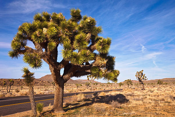 Große Joshua Tree – Foto